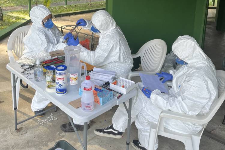 Funcionários do Instituto Butantan fazendo o monitoramento de aves Foto: Acervo Erika Hingst-Zaher