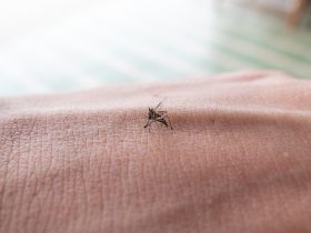 Mosquito Aedes sugando sangue humano na pele Por Mumemories