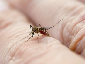 Mosquito de perto sugando sangue da pele humana Por tevalux11
