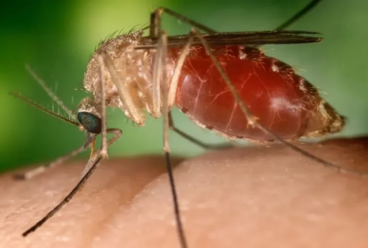 Culicoides paraensis, conhecido como maruim ou mosquito-pólvora Foto: Wikimedia Commons