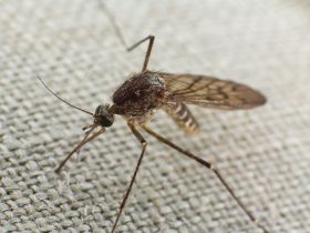 Mosquito tentando morder um pano Por DmitrySteshenko