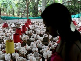 A contínua propagação global de infecções por “gripe aviária” em mamíferos, incluindo humanos, é uma preocupação significativa de saúde pública, alertam os médicos da OMS| Foto de Charlotte Kesl para o Banco Mundial