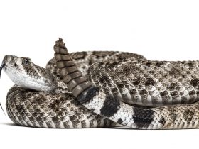 cascavel ocidental com dorso diamante ou cobra venenosa com dorso diamante do Texas sobre fundo branco Por Lifeonwhite