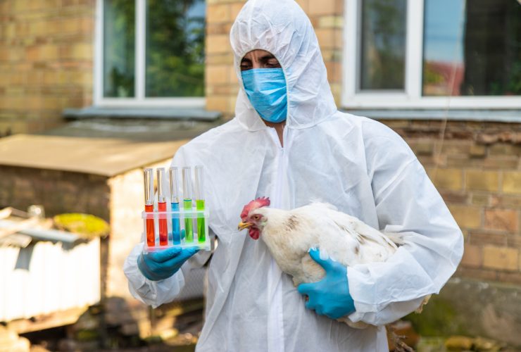 Um veterinário analisa uma galinha. Foco seletivo. Por yanadjana