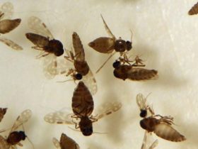 Foto: Coleção de Ceratopogonidae do IOC/Fiocruz