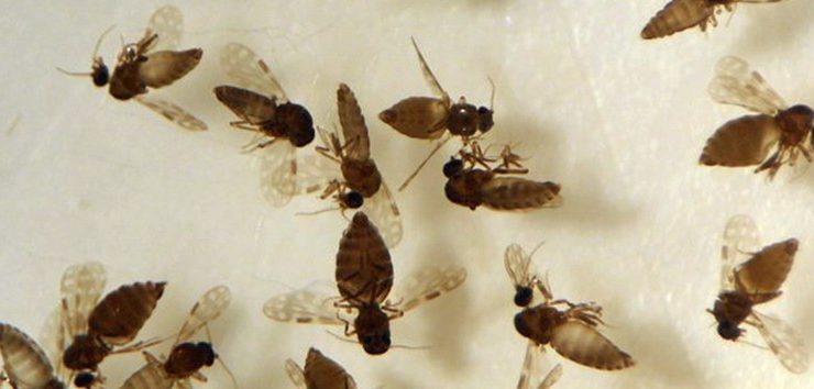 Foto: Coleção de Ceratopogonidae do IOC/Fiocruz