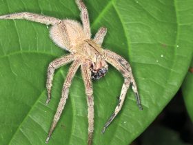 Aranha errante brasileira em uma folha na Costa Rica Por kjwells86