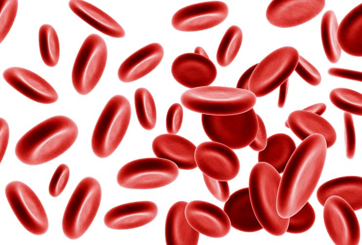 Glóbulos vermelhos renderizados em 3D em fundo branco Por ozaiachin