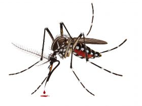 Mosquito sugador de sangue isolado em fundo branco com traçado de recorte Por escapejaja