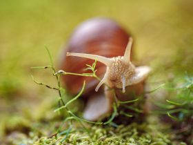 Helix pomatia também caracol romano, caracol da Borgonha Por cookelma