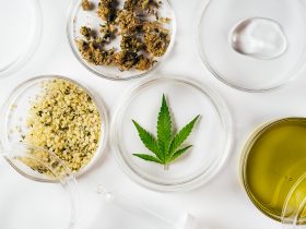 Óleo de cannabis, folhas de cânhamo, flores secas e sementes em laboratório Por Kattecat