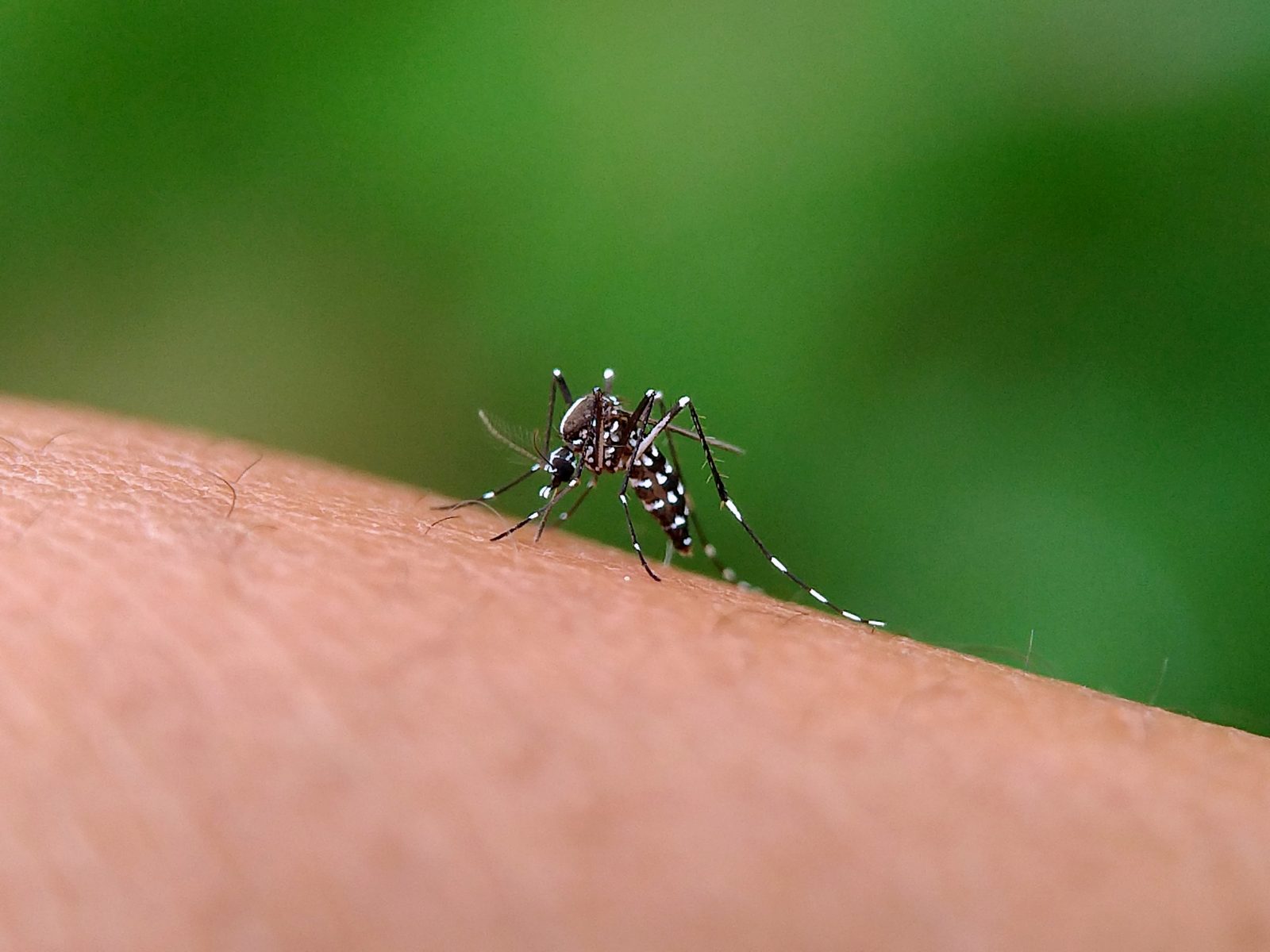 Mosquito Aedes aegypti Por gallery_arief