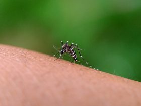 Mosquito Aedes aegypti Por gallery_arief