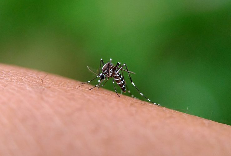 Mosquito Aedes aegypti Por gallery_arief