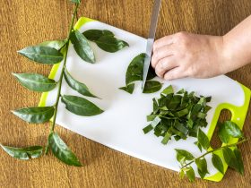 Mãos femininas cortando ora-pro-nobis na tábua de cortar. Pereskia aculeata é uma planta popular no Brasil Por wirestock