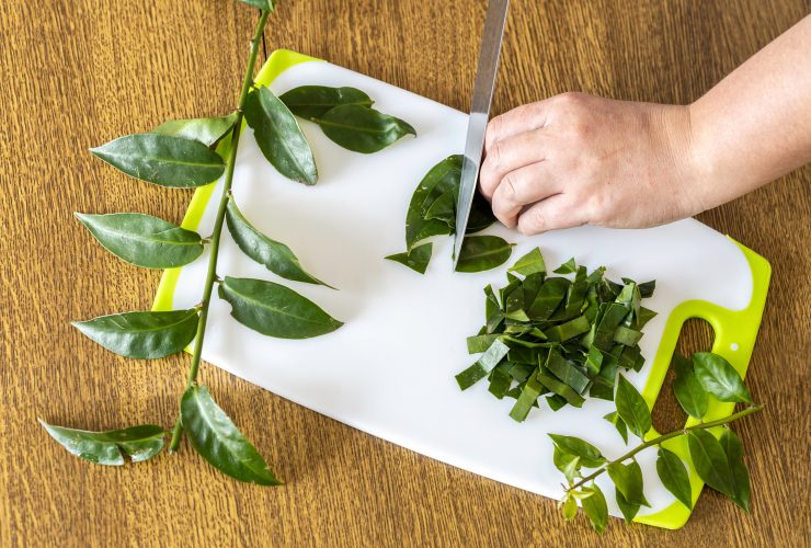 Mãos femininas cortando ora-pro-nobis na tábua de cortar. Pereskia aculeata é uma planta popular no Brasil Por wirestock